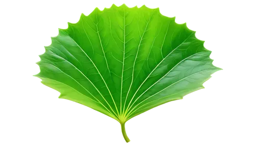 tropical leaf,fan leaf,mape leaf,banana leaf,lotus leaf,coconut leaf,custody leaf,beech leaf,ginkgo leaf,tropical leaf pattern,giant leaf,green leaf,jungle leaf,mammoth leaf,leaf vegetable,walnut leaf,patrol,leaf background,palm leaf,leaf green,Illustration,Japanese style,Japanese Style 17