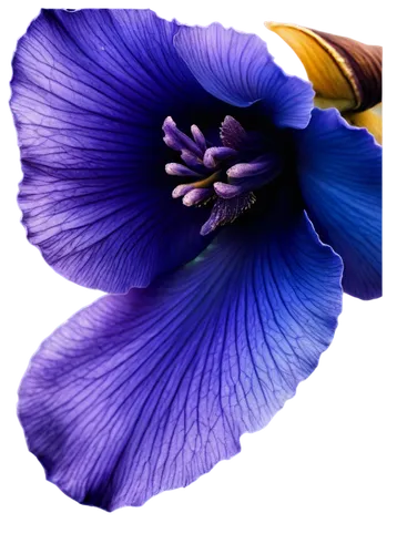 flowers png,anemone purple floral,crown chakra flower,purple parrot tulip,purple morning glory flower,balloon flower,anemone blanda,himilayan blue poppy,purple crocus,anemone coronaria,blue violet,lisianthus,purple flower,tulipan violet,violet flowers,pansies,windflower,flax-leaved tulip,purple anemone,violet tulip,Illustration,Black and White,Black and White 19