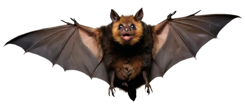 Brown bat, nocturnal, wings spread wide, furry body, big round eyes, tiny nose, hanging upside down, dark brown fur, shiny skin, sharp claws, cave background, soft box lighting, 3/4 composition, high 