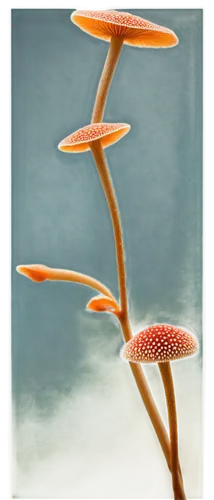 marasmius,hygrocybe,mycena,waxcap,conocybe,gymnopilus,pholiota,toadstools,sarracenia,basidiomycete,inocybe,mushroom landscape,clitocybe,fungus,umbrella mushrooms,fruiting,cordyceps,basidiomycota,carnivorans,lepiota,Illustration,Black and White,Black and White 27