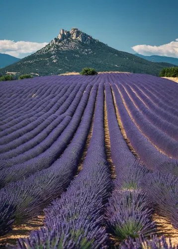 Wallpaper lavender, field, sky, mountain, Provence, France, Europe, 4k, Travel,provence,lavender cultivation,lavender fields,lavender field,lavander,the lavender flower,lavendar,lavender oil,french la