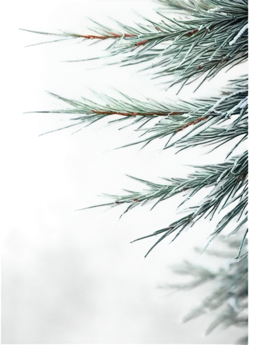 fir needles,fir tree decorations,fir-tree branches,fir branches,fir tree,fir trees,fir branch,spruce needles,christmasbackground,pine tree,fir forest,pine needles,pine branches,pine needle,blue spruce,evergreen trees,pine tree branch,snow in pine trees,christmas snowy background,coniferous,Illustration,Realistic Fantasy,Realistic Fantasy 41