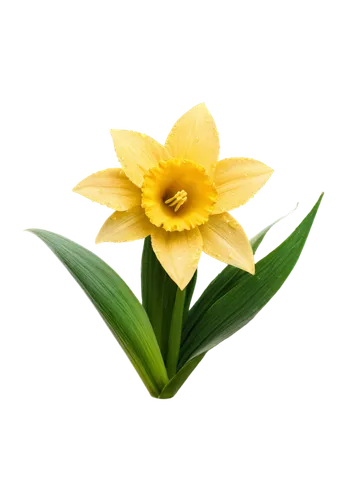 yellow flower,flower background,yellow petal,day lily flower,flowers png,yellow daylily,gold flower,flower wallpaper,yellow daffodil,day lily,small sun flower,yellow rose background,filled daffodil,chrysanthemum background,yellow petals,flower illustration,spring leaf background,daylily,daffodil,tulip background,Art,Classical Oil Painting,Classical Oil Painting 06