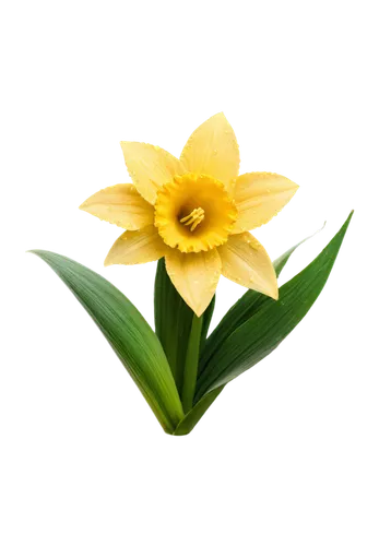 Yellow daffodil, solo, trumpet-shaped center, bright petals, green stem, leaves bent downwards, dew drops on petals, soft natural light, macro shot, extreme close-up, warm color tone, shallow depth of