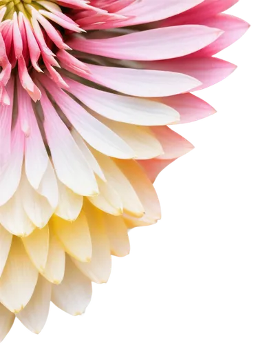 chrysanthemum background,wood daisy background,flowers png,pink chrysanthemum,flower background,chrysanthemum,flower wallpaper,floral digital background,celestial chrysanthemum,chrysanthemum cherry,chrysanthemum flowers,leucanthemum,white chrysanthemum,gerbera flower,gerbera flower pink,the white chrysanthemum,shasta daisy,paper flower background,colorful daisy,pink floral background,Illustration,Realistic Fantasy,Realistic Fantasy 24