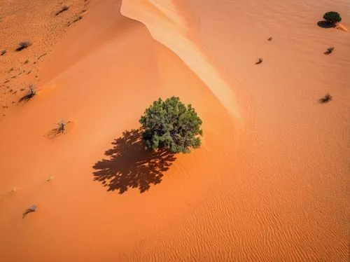 libyan desert,dead vlei,sahara desert,namib desert,namib,sossusvlei,saharan,capture desert,merzouga,sahara,kufra,desertification,arid landscape,mauritanie,desert desert landscape,admer dune,dubai desert,desert landscape,benmerzouga,desert,Photography,General,Realistic