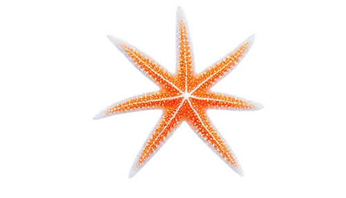 sea star,starfishes,nautical star,starfish,christ star,star anise,bascetta star,star illustration,six-pointed star,echinoderm,star anemone,six pointed star,kriegder star,star flower,magic star flower,sea-urchin,star pattern,rating star,sunstar,star-shaped,Conceptual Art,Oil color,Oil Color 08