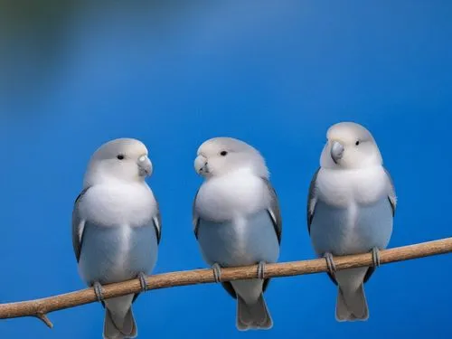 a close up of a blue and white parrot,cockatoos,woodswallows,birds on a branch,parakeets,parakeets rare,budgies