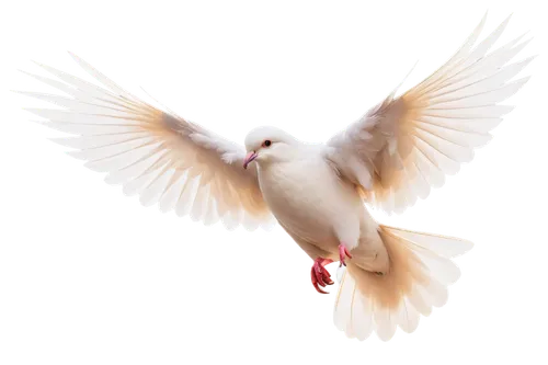 dove of peace,doves of peace,peace dove,peacocke,white dove,holy spirit,bird png,white pigeon,kagu,godskitchen,dove,white bird,anjo,cygnes,gwe,aguiluz,doves,vautour,peacenik,peackeeping,Illustration,Paper based,Paper Based 22