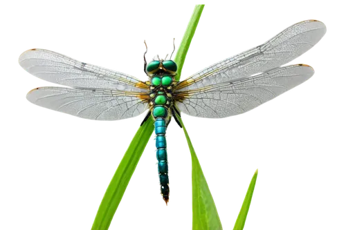 green-tailed emerald,banded demoiselle,forktail,damselfly,odonata,aaaa,dragonfly,libellula,adonis dragonfly,spring dragonfly,pseudagrion,emerald lizard,four-spot dragonfly,butterflyer,damselflies,lacewing,dragonflies,oecophoridae,chryssides,patrol,Conceptual Art,Daily,Daily 15