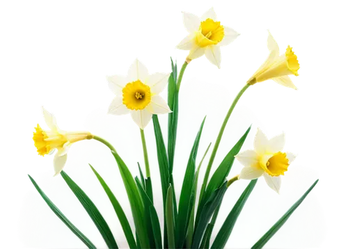 daffodils,flowers png,jonquils,daff,yellow daffodils,daffyd,easter lilies,flower background,imbolc,spring background,tulip background,jonquil,filled daffodil,daffodil,yellow daffodil,bulbs,spring leaf background,springtime background,novruz,narcissus,Unique,Design,Infographics