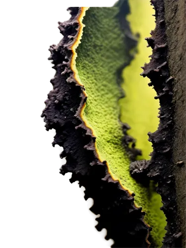 algae,green algae,lichen,swampy landscape,swamp birch,chlorophyll,trumpet lichen,tree bark,lichens,erosion,liverwort,leaf structure,fragment,chlorophyta,forest moss,tree moss,disc fungus,dry leaf,beech leaf,tree slice,Conceptual Art,Sci-Fi,Sci-Fi 21