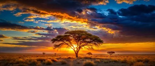 A breathtaking sunset casts warm, golden hues across the Kalahari Desert. An iconic acacia tree stands tall, its silhouette stark against the fiery backdrop. The sun's radiant glow frames the scene, s