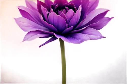 purple tulip,purple flower,purple dahlia,tulipan violet,flower purple,flower wallpaper,violet tulip,crown chakra flower,purple parrot tulip,african lily,blooming lotus,flower background,anemone purple floral,purple daisy,purple anemone,tulip background,purple chrysanthemum,water lily flower,flower of water-lily,purple crocus,Illustration,Realistic Fantasy,Realistic Fantasy 35