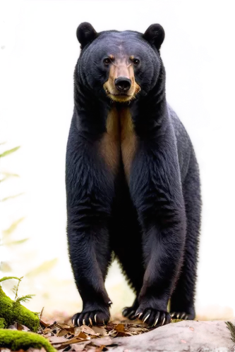 bear kamchatka,bear,nordic bear,cute bear,great bear,scandia bear,bearlike,black bears,palmerino,ursine,brown bear,ursus,bear cub,sloth bear,bear guardian,sumatrana,ursa,fulgens,bearse,european brown bear,Art,Artistic Painting,Artistic Painting 27