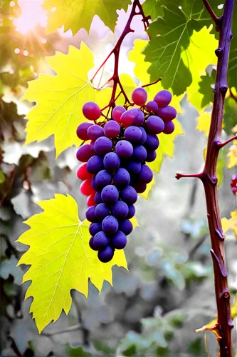 Grapevine, lush green leaves, twisted woody stem, purple grapes clustered, sunlight filtering through leaves, morning dew, gentle focus, soft natural lighting, shallow depth of field, warm color tone,