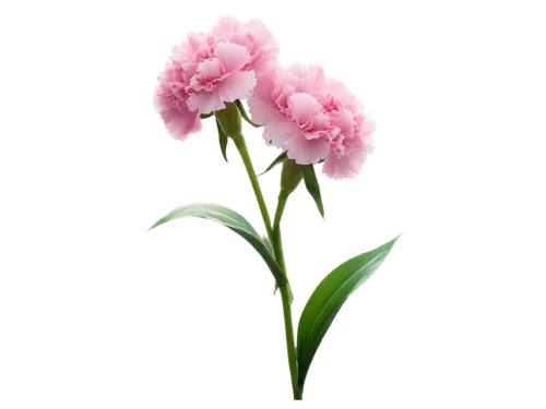 flowers png,pink carnation,pink carnations,pink lisianthus,pink floral background,flower background,pink hyacinth,carnation flower,pink flower,pink tulip,flower wallpaper,tulip background,flower pink,dianthus,pink flowers,floral digital background,spring carnations,armeria,carnation of india,pink peony,Art,Artistic Painting,Artistic Painting 29