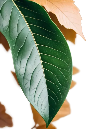 walnut leaf,magnolia leaf,tropical leaf,beech leaf,chestnut leaf,jungle leaf,mape leaf,tree leaf,fig leaf,leaf background,coconut leaf,bay-leaf,tropical leaf pattern,leaf structure,leaf border,dry leaf,custody leaf,leaf,foliage leaf,brown leaf,Photography,Fashion Photography,Fashion Photography 03