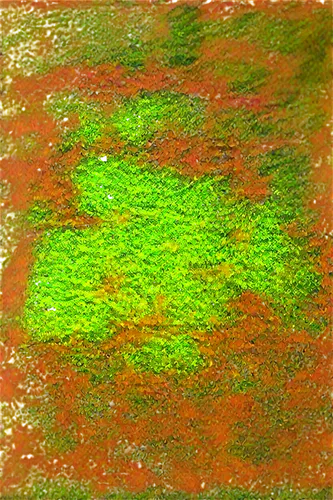 azolla,duckweed,puccinia,cyanobacteria,cropmarks,sphagnum,topographer,eutrophication,geoglyphs,landcover,marpat,distressed clover,bryophyte,nasturtium leaves,groundcover,liverwort,landsat,seamless texture,swampy landscape,nasturtium,Photography,Documentary Photography,Documentary Photography 16