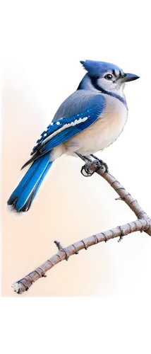 blue jay,bluejay,bird png,bluejays,fairy tern,birds on branch,birds on a branch,blue crane,blue bird,bird on branch,coastal bird,western bluebird,blue wren,oiseaux,pajaro,crested terns,bird frame,birds blue cut glass,bird photography,sea swallow,Illustration,Children,Children 05