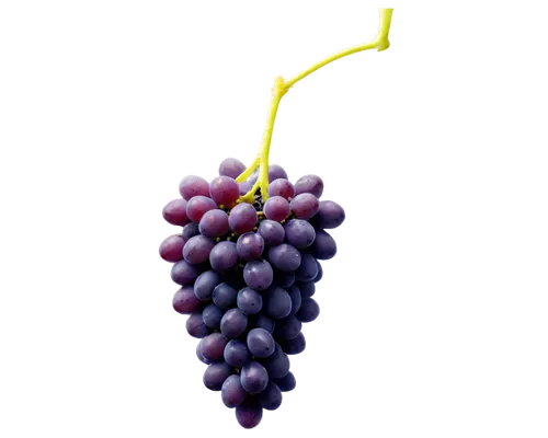 grapes icon,purple grapes,grapes,wine grape,grape hyancinths,red grapes,wine grapes,grape,grape vine,vineyard grapes,to the grape,blue grapes,fresh grapes,bunch of grapes,bright grape,table grapes,grapevines,cluster grape,grape must,grape turkish,Photography,Fashion Photography,Fashion Photography 25