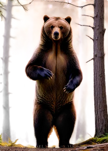 bearlike,brown bear,scandia bear,nordic bear,european brown bear,beorn,bearse,bear,ursine,bearman,little bear,slothbear,cute bear,orso,bear guardian,great bear,forebear,ursus,bearak,bluebear,Illustration,Black and White,Black and White 06
