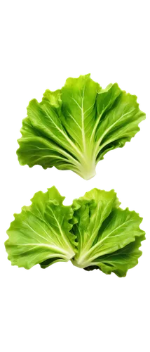 Fresh green lettuce, leafy greens, crispy texture, natural lighting, studio photography, shallow depth of field, 3/4 composition, soft focus, vibrant color tone, solitary subject, isolated on white ba