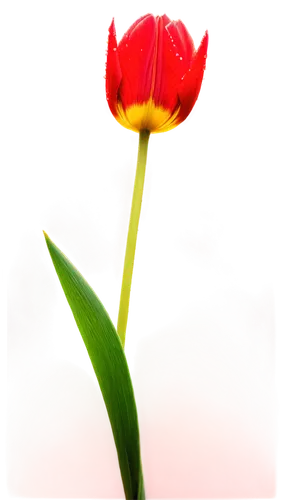 tulip background,parrot tulip,tulipa,yellow orange tulip,tulip,two tulips,wild tulip,red tulips,tulip blossom,tulip flowers,red flower,tulipe,tulp,red carnation,carnation of india,red poppy,vineyard tulip,flower bud,tulips,red ranunculus,Conceptual Art,Oil color,Oil Color 08