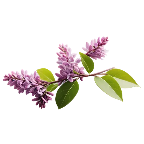 small-leaf lilac,common lilac,flowers png,syringa,lilacs,syringa vulgaris,lilac branch,white lilac,daphne flower,a sprig of white lilac,golden lilac,lilac flowers,butterfly lilac,elderberry,lilac flower,alternanthera,lilac blossom,soprano lilac spoon,california lilac,west indian jasmine,Art,Classical Oil Painting,Classical Oil Painting 22