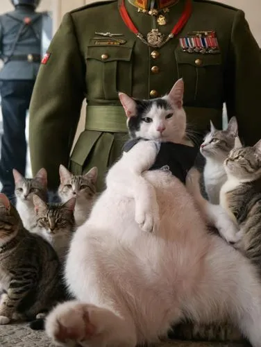 Gato con uniforme militar alemán  de la segunda guerra mundial rodeado de un grupo de gatos en uniforme miltar,the cat is holding on to the back of several other cats,cat pageant,pussycats,cat family,