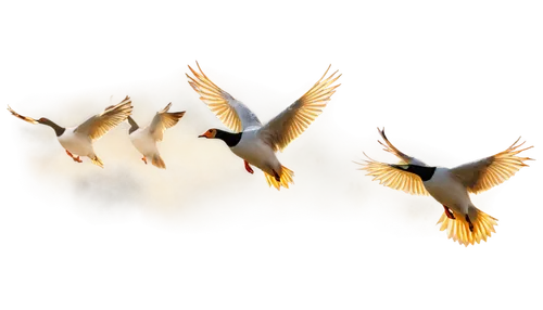 birds in flight,crested terns,bird flight,birds flying,flying birds,flying tern,tern flying,bird in flight,geese flying,bird flying,migrating,migration,terns,lapwings,migratory birds,flying geese,doves of peace,pigeon flight,migrate,hummingbirds,Illustration,Realistic Fantasy,Realistic Fantasy 08