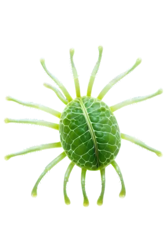 mimivirus,flavivirus,citronella,potyvirus,corona virus,poliovirus,polyomavirus,reovirus,coronavirus,nucleocapsid,lentivirus,adenovirus,rhinoviruses,aaa,nanomolar,patrol,rhinovirus,calicivirus,sundew,cyperus,Conceptual Art,Daily,Daily 11