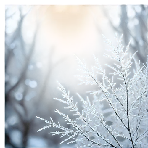 snowflake background,winter background,frostiness,christmas snowy background,hoarfrost,ice rain,ice crystal,frostily,frosts,frost,wintry,white snowflake,unfrozen,frozen morning dew,vinter,hiver,ice crystals,winter magic,morning frost,snow flake,Illustration,Japanese style,Japanese Style 20