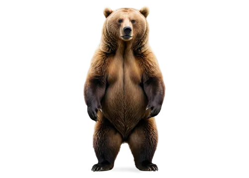 bearlike,brown bear,european brown bear,bear,nordic bear,bear guardian,ursine,scandia bear,bearse,bearish,bear bow,great bear,cute bear,forebear,ursa,bear teddy,ursus,bearman,bearss,orso,Photography,Artistic Photography,Artistic Photography 12