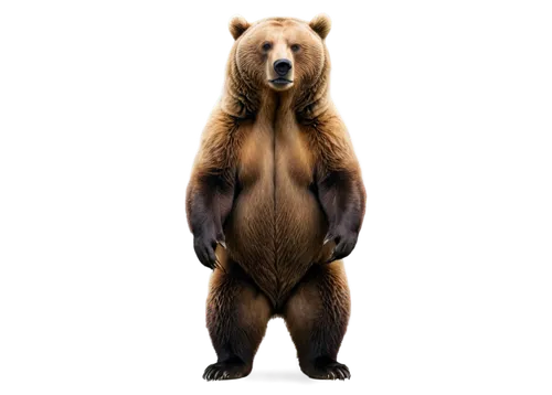 Realistic, adult brown bear, full body, standing upright, muscular physique, thick fur, claws visible, serious facial expression, slight snout upturn, warm golden lighting, shallow depth of field, 3/4