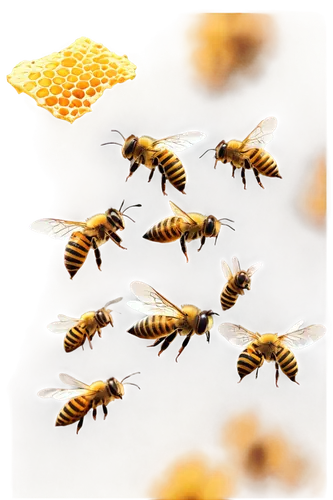 beekeepers,honey bees,bees,beeswax,honeybees,beekeeping,bee colonies,varroa,bee pollen,bee,swarm of bees,wasps,swarm,beehives,apis mellifera,beekeeper,bee colony,colletes,apiary,bee keeping,Illustration,Vector,Vector 10