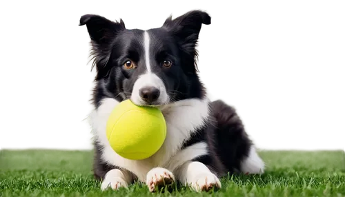 pet vitamins & supplements,tennis ball,australian collie,border collie,dog sports,welsh cardigan corgi,disc dog,collie,scotch collie,appenzeller sennenhund,playing with ball,flyball,dog photography,cardigan welsh corgi,dog training,dog-photography,lacrosse ball,smooth collie,dog playing,karelian bear dog,Illustration,American Style,American Style 15