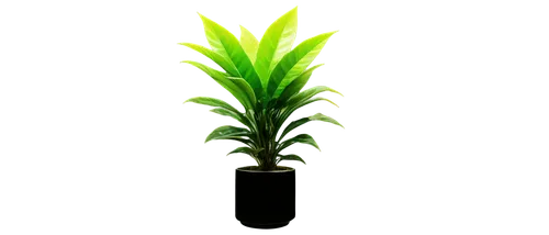 green plant,dark green plant,asparagaceae,dracena,hostplant,brachypodium,potted palm,lucky bamboo,small plant,tree torch,forest plant,pineapple lily,lantern plant,potted plant,resprout,crop plant,houseplant,tube plants,small tree,dracaena,Photography,Artistic Photography,Artistic Photography 02