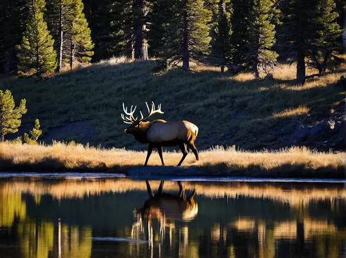 In the peaceful serenity of the Madison River, a majestic bull elk confidently grazes nearby.,bull elk resting,elk,elk bull,bull elk next to madison river,whitetail,glowing antlers,bull moose,elk repo