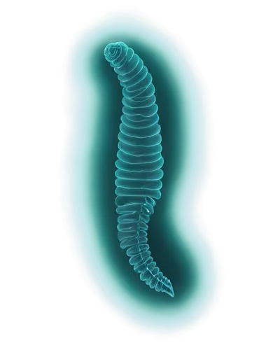 polychaete,polychaetes,flagella,millipede,flagellum,phertzberg,pylori,micropholis,pseudomallei,leptospira,elegans,flagellar,desulfovibrio,ectoparasite,polyplacophoran,vastola,eukaryote,trichinella,pseudopod,betaproteobacteria,Illustration,Abstract Fantasy,Abstract Fantasy 16