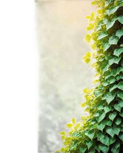 Greenery, vibrant foliage, natural scenery, solo, morning dew, soft sunlight filtering through leaves, 3/4 composition, shallow depth of field, warm color tone, cinematic lighting, green walls, ivy cl