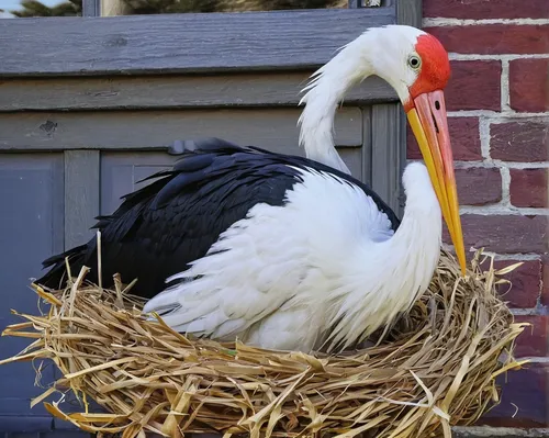 stork,white stork,baby stork,rattle stork,storks,rooster in the basket,white storks,zoo planckendael,nesting material,platycercus,australian bird,egg basket,nesting box,an ornamental bird,nest,araucana,nest building,king vulture,platycercus elegans,easter nest,Illustration,Paper based,Paper Based 15