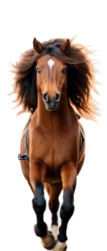 gnu,superhorse,caballos,fire horse,weehl horse,horseland,centaur,caballus,chevaux,nikorn,lighthorse,brown horse,galloppa,alpha horse,epona,torero,aqha,galop,garridos,saddlemaker,Photography,Fashion Photography,Fashion Photography 19