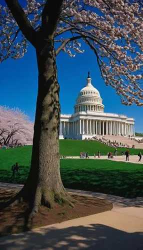 cherry blossom festival,the cherry blossoms,washington,cherry blossoms,cherry blossom tree,washingtonienne,cherry blossom tree-lined avenue,tidal basin,sakura trees,washingtonian,cherry trees,cold cherry blossoms,sakura background,sakura tree,cherry blossom,japanese sakura background,washington dc,blooming trees,japanese cherry trees,chidori is the cherry blossoms,Conceptual Art,Daily,Daily 09