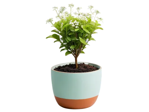 potted tree,potted plant,androsace rattling pot,container plant,a sprig of white lilac,ligustrum,boxwood,maple tree in pot,plant pot,pot plant,garden pot,flowerpot,hostplant,green plant,dwarf tree,terracotta flower pot,star jasmine,flower pot,ixora,marjoram,Illustration,Paper based,Paper Based 19