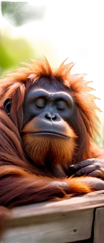 Sleepy orangutan, lying down, curled up, relaxed face, closed eyes, soft fur, brown skin, messy hair, lazy pose, afternoon sun, warm light, shallow depth of field, bokeh background, 3/4 composition, n