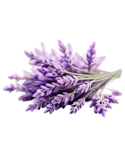 the lavender flower,lavender flower,lavender oil,lavandula,lavender flowers,vintage lavender background,lavenders,lavendar,lavander,flowers png,lavender,vervain,lavander products,lavender bunch,limonium,laventhol,lavender cultivation,lavenu,lilas,moniquet,Illustration,Abstract Fantasy,Abstract Fantasy 07