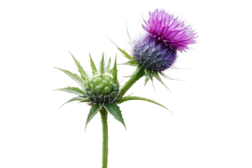 thistle,knapweed,ball thistle,thistles,purple thistle,crab thistle,southern grove thistle,cirsium,flowers png,common donkey thistle,teasel,common dandelion,globe thistle,dandelion flower,eryngium,distel,burdock,teazle,crown chakra flower,chive flower,Illustration,Vector,Vector 10