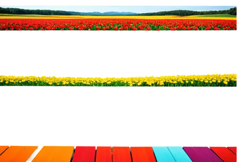 tulip background,flower background,spring background,background colorful,springtime background,colorful background,tulip fields,crayon background,tulip field,xylophone,wood daisy background,spring leaf background,chrysanthemum background,tulips field,colors background,piano keyboard,paper flower background,landscape background,3d background,floral background,Conceptual Art,Daily,Daily 04