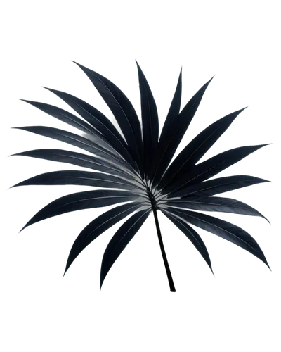 palm tree vector,black feather,fan palm,black salsify,fan leaf,flowers png,decorative fan,palm leaf,yucca palm,feather bristle grass,palm fronds,tropical leaf,palm blossom,lotus png,palm leaves,saw palmetto,coconut leaf,wine palm,black and dandelion,palm lily,Photography,Artistic Photography,Artistic Photography 11